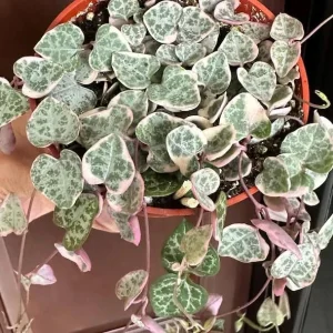 Variegated String of Hearts Live Plant – Trailing Succulent – 6 inch Pot – Indoor - Image 6