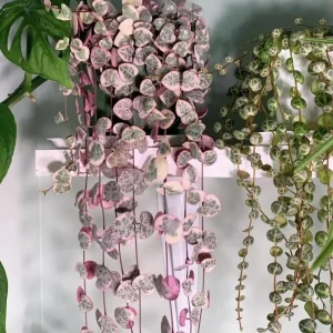 Variegated String of Hearts Live Plant – Trailing Succulent – Cream Pink Foliage – 2 inch Pot – Indoor - Image 7