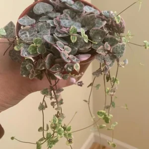 Variegated String of Hearts Live Plant – Trailing Succulent Ceropegia Woodii – 4 inch Pot - Image 7