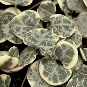 Variegated String of Hearts Live Plant – Trailing Succulent – 6 inch Pot – Indoor - Image 7