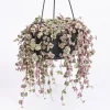 Variegated String of Hearts Live Plant – Trailing Succulent – 6 inch Pot – Indoor - Image 1