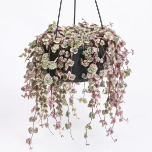 Variegated String of Hearts Live Plant – Trailing Succulent – 6 inch Pot – Indoor - Image 1