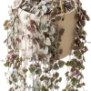 Variegated String of Hearts Live Plant – Trailing Succulent – Cream Pink Foliage – 2 inch Pot – Indoor - Image 1