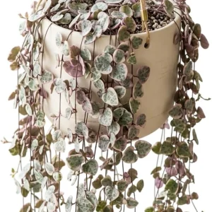 Variegated String of Hearts Live Plant – Trailing Succulent – Cream Pink Foliage – 2 inch Pot – Indoor - Image 1