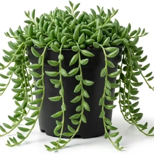 Variegated String of Pearls Live Trailing Succulent Plant 4 inch Pot Houseplant - Image 2