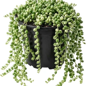 Variegated String of Pearls Live Trailing Succulent Plant 4 inch Pot Houseplant - Image 3