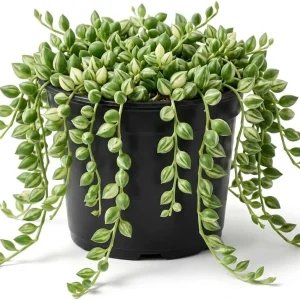 Variegated String of Pearls Live Trailing Succulent Plant 4 inch Pot Houseplant - Image 4