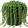 Variegated String of Pearls Live Trailing Succulent Plant 4 inch Pot Houseplant - Image 1
