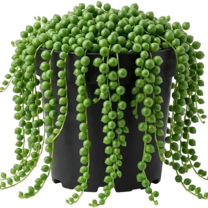 Variegated String of Pearls Live Trailing Succulent Plant 4 inch Pot Houseplant - Image 1
