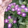 Verbena Live Plant – Vibrant Flowers – 6 inch Pot – Outdoor Garden - Image 1