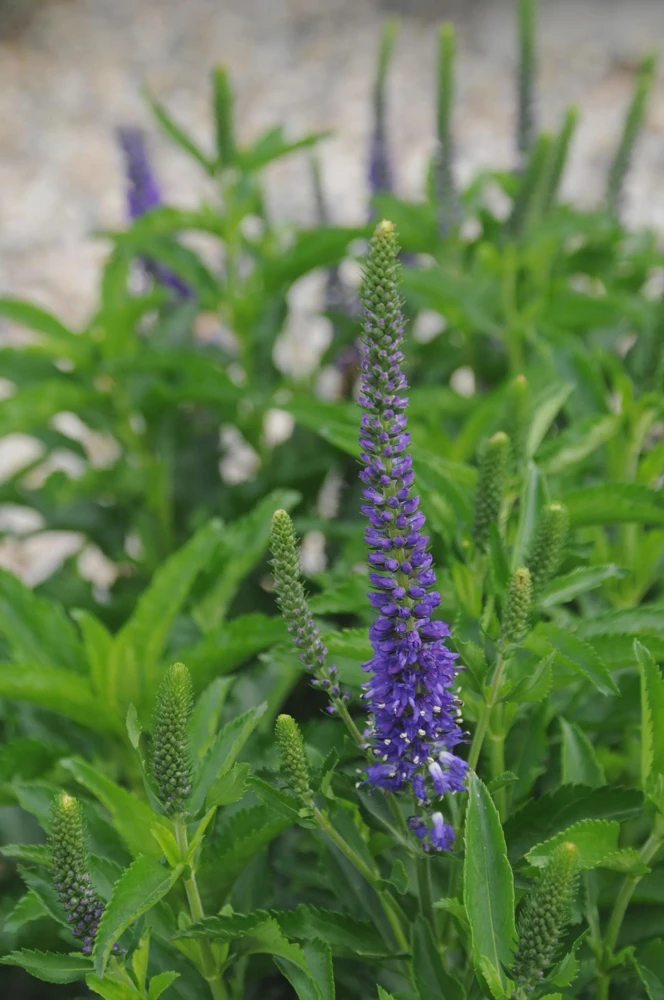 Veronica Ronica Blue Purple Speedwell Live Starter Plant 2.5" Pot Outdoor - Image 2