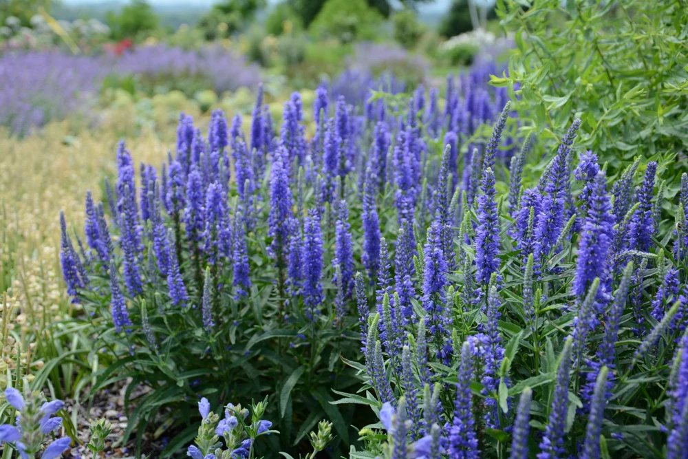 Veronica Ronica Blue Purple Speedwell Live Starter Plant 2.5" Pot Outdoor - Image 3