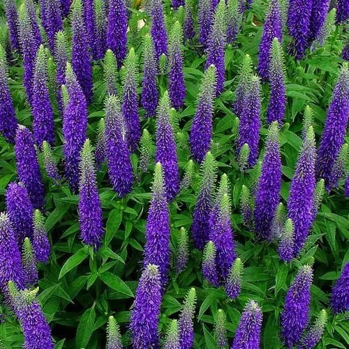 Veronica Ronica Blue Purple Speedwell Live Starter Plant 2.5" Pot Outdoor - Image 4