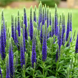 Veronica Ronica Blue Purple Speedwell Live Starter Plant 2.5