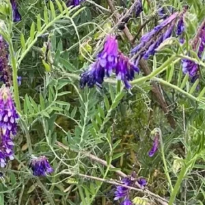 Vicia Villosa Purple Hairy Vetch Live Plant 6 inch, Pollinator Vine, Outdoor - Image 2
