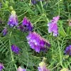 Vicia Villosa Purple Hairy Vetch Live Plant 6 inch, Pollinator Vine, Outdoor - Image 1