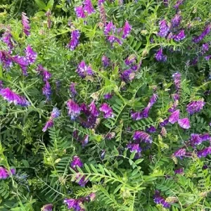 Vicia Villosa Purple Hairy Vetch Live Plant 6 inch, Pollinator Vine, Outdoor - Image 3