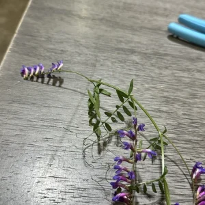 Vicia Villosa Purple Hairy Vetch Live Plant 6 inch, Pollinator Vine, Outdoor - Image 4