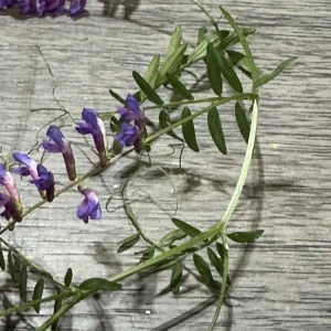 Vicia Villosa Purple Hairy Vetch Live Plant 6 inch, Pollinator Vine, Outdoor - Image 5