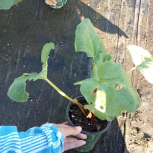 Victoria Rhubarb Live Plant - 2 Plants in One 6 Inch Pot - Edible Perennial - Image 1