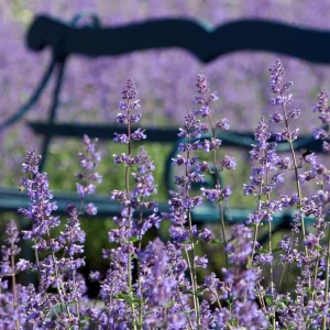 Walker's Low Catmint Live Plant - Nepeta x faassenii - 2.5
