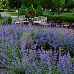 Walker's Low Catmint Live Plant - Nepeta x faassenii - 2.5