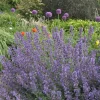 Walker's Low Catmint Live Plant - Nepeta x faassenii - 2.5" Pot - Image 1