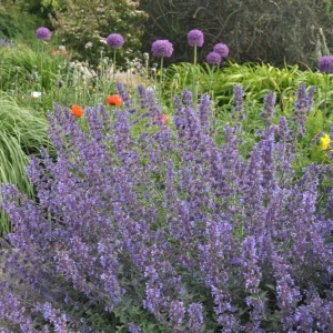 Walker's Low Catmint Live Plant - Nepeta x faassenii - 2.5