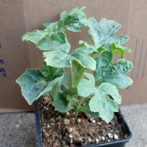 Watermelon Live Plants - 2 Plants in 6 Inch Pot - Outdoor Fruit Plant - Image 1