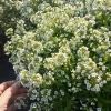 White Alyssum Live Plant 6-Set – 3-inch High Pot – Fragrant Outdoor Flowers - Image 1