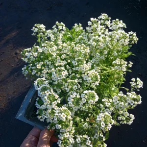 White Alyssum Live Plant 6-Set – 3-inch High Pot – Fragrant Outdoor Flowers - Image 2