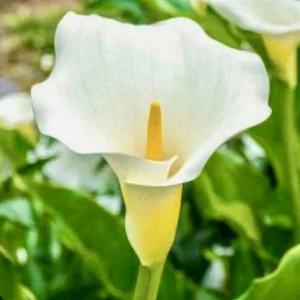 White Calla Lily Bulbs - Zantedeschia Aethiopica - 10 Live Flower Plant Bulbs - Image 1