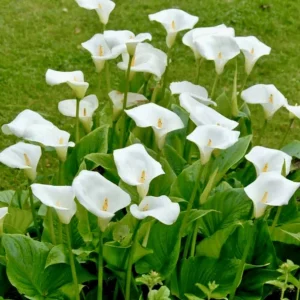 White Calla Lily Bulbs - Zantedeschia Aethiopica - 10 Live Flower Plant Bulbs - Image 2