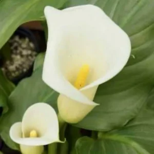 White Calla Lily Bulbs - Zantedeschia Aethiopica - 10 Live Flower Plant Bulbs - Image 3