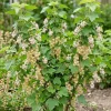 White Currant Live Plant – Cold Hardy Fruiting Shrub – 6-12" Tall - Image 1