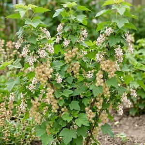White Currant Live Plant – Cold Hardy Fruiting Shrub – 6-12
