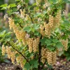 White Currant Live Plant - Cold Hardy Shrub, Dormant, 6-12" Tall, Zones 3-8 - Image 1