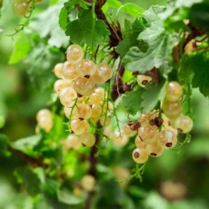 White Currant Live Plant - Cold Hardy Shrub, Dormant, 6-12