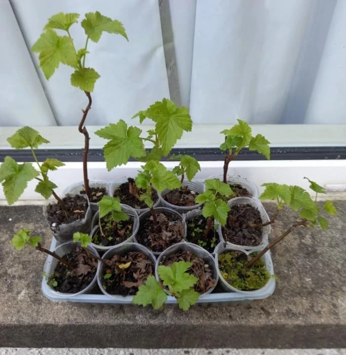 White Currant Live Plant - Cold Hardy Shrub, Dormant, 6-12" Tall, Zones 3-8 - Image 3