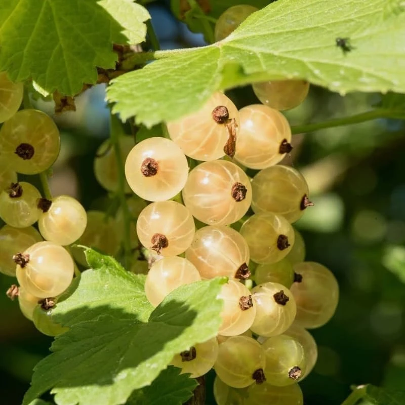 White Currant Live Plant - Cold Hardy Shrub, Dormant, 6-12" Tall, Zones 3-8 - Image 6