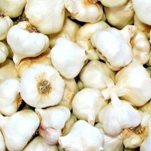 White Garlic Bulbs - Allium Sativum - 5 Edible Culinary Plant Bulbs - Image 2