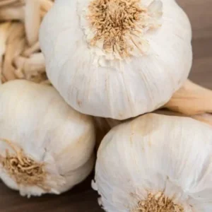 White Garlic Bulbs - Allium Sativum - 5 Edible Culinary Plant Bulbs - Image 3