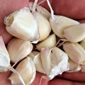 White Garlic Bulbs - Allium Sativum - 5 Edible Culinary Plant Bulbs - Image 5