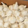 White Garlic Bulbs - Allium Sativum - 5 Edible Culinary Plant Bulbs - Image 1