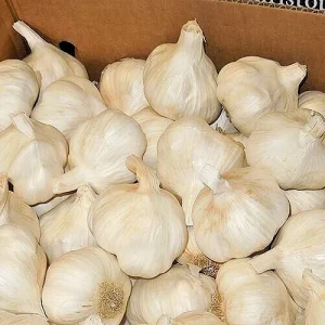 White Garlic Bulbs - Allium Sativum - 5 Edible Culinary Plant Bulbs - Image 1