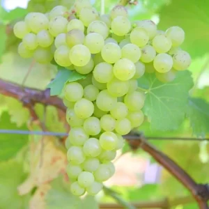 White Grape Vine Live Plant - Sweet Grapevine, Dormant, 6-12 inches Tall - Image 2