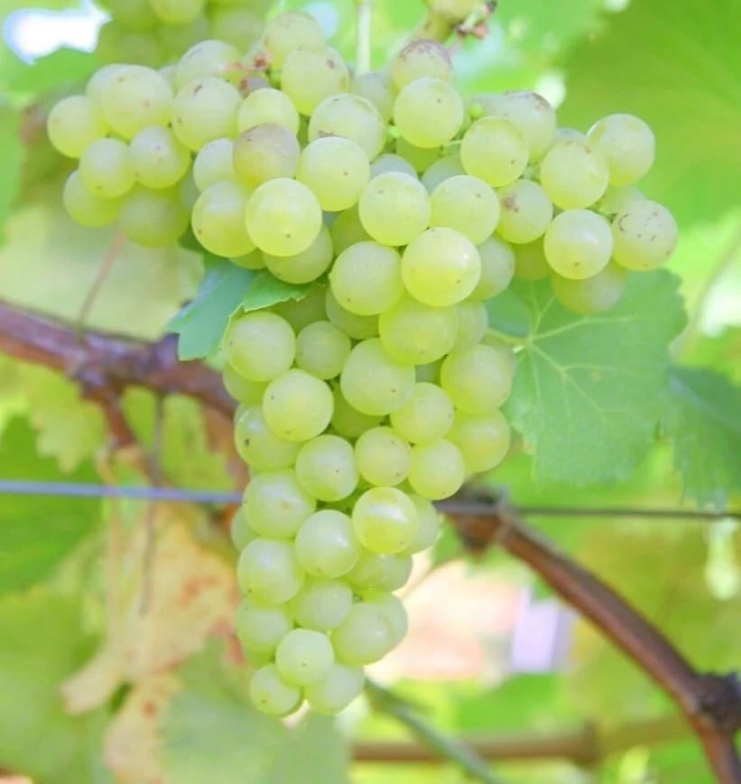 White Grape Vine Live Plant - Sweet Grapevine, Dormant, 6-12 inches Tall - Image 2