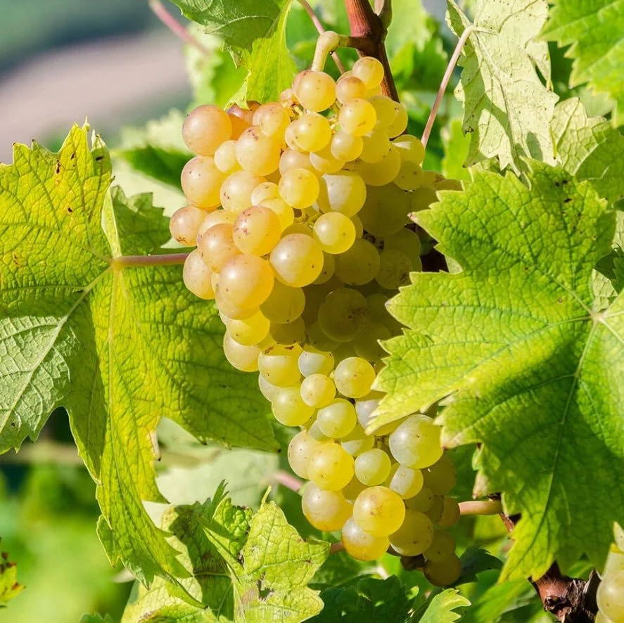 White Grape Vine Live Plant - Sweet Grapevine, Dormant, 6-12 inches Tall - Image 4