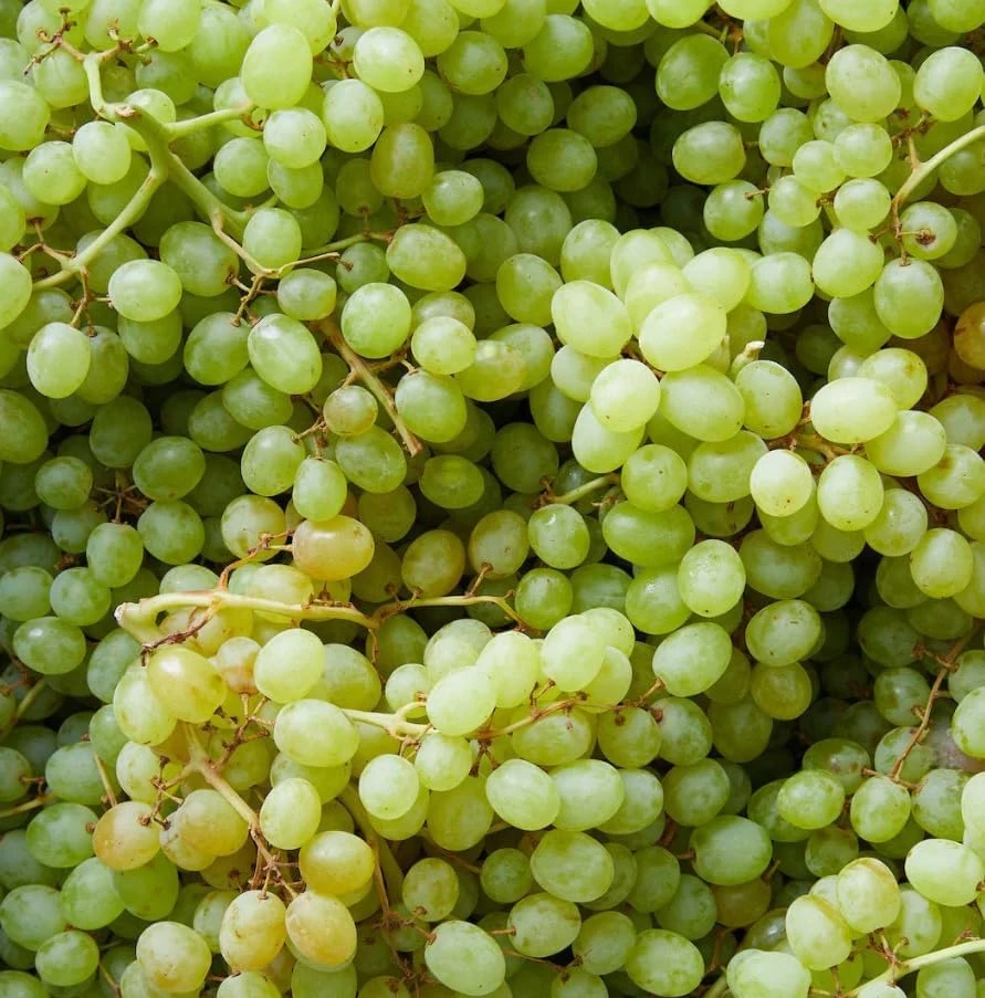 White Grape Vine Live Plant - Sweet Grapevine, Dormant, 6-12 inches Tall - Image 5