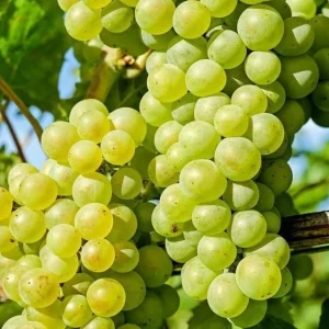 White Grape Vine Live Plant - Sweet Grapevine, Dormant, 6-12 inches Tall - Image 6
